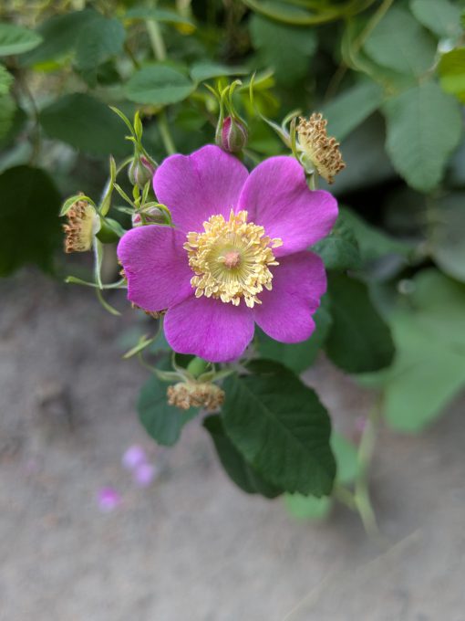 An Oregon Wild Rose | ©Angela Drake A wild rose, with five geranium pink petals and a pale yellow center.