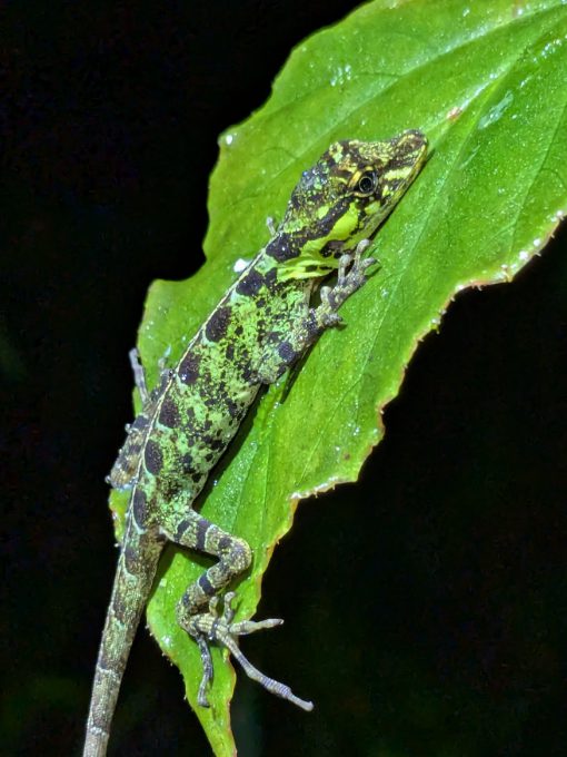 A Mountain Anole | ©Angela Drake A green lizard splotched with black clings to a green leaf