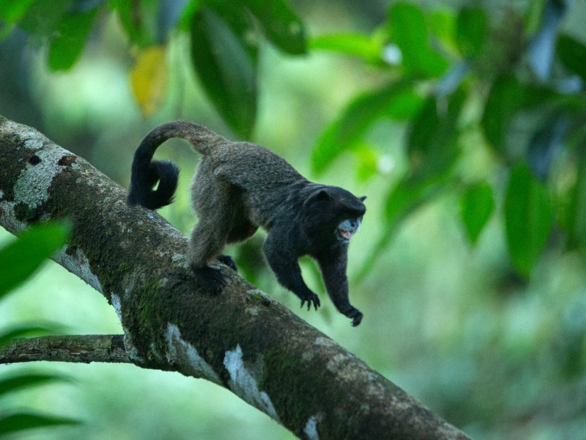 Black-mantled Tamarin monkey leaps from a long, its front arms reaching forward and its tail curled into a spiral.