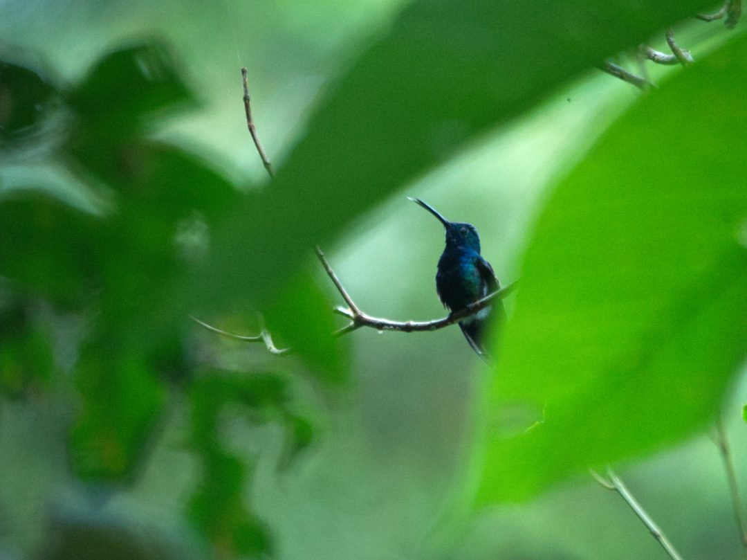 A Black-throated Mango hummingbird plays peek-a-boo between green leaves.