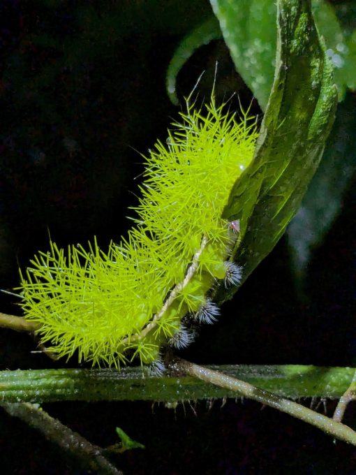 Poisonous Caterpillar | ©Angela Drake A neon yellow-green caterpillar is looks like a kind of spiky plant.