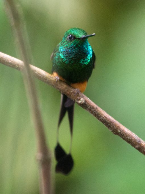 Peruvian Racket-tail | ©Angela Drake Peruvian Racket-tail perches on a branch.