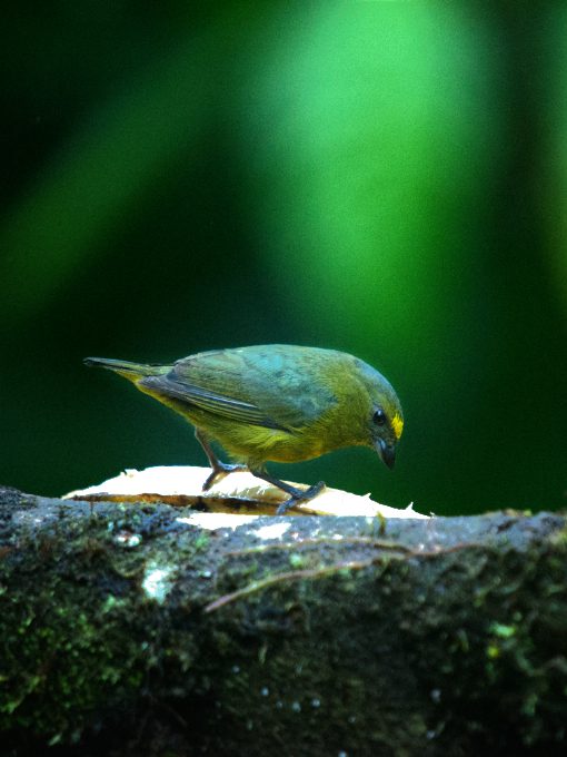 Bronze-green Euphonia | ©Angela Drake A Bronze-green Euphonia picks at a plantain at the Rio Quijos Ecolodge feeders.