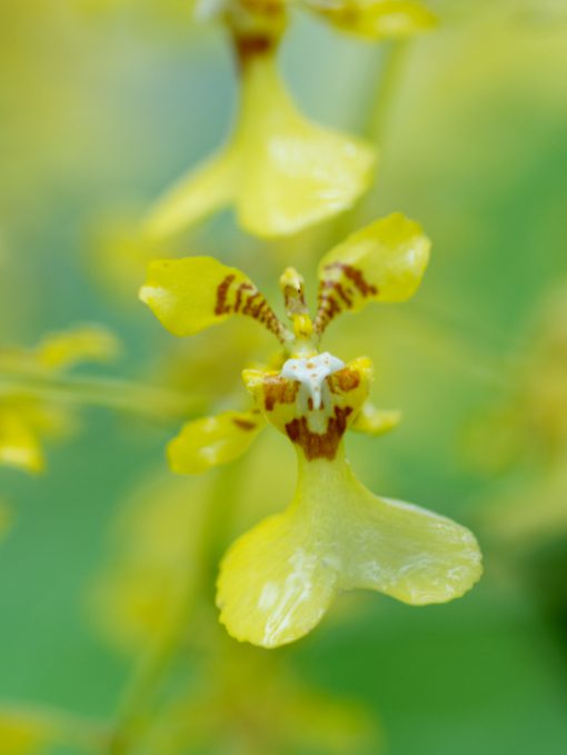 Yellow orchid with dark red markings | ©Angela Drake A yellow orchid with brickred markings
