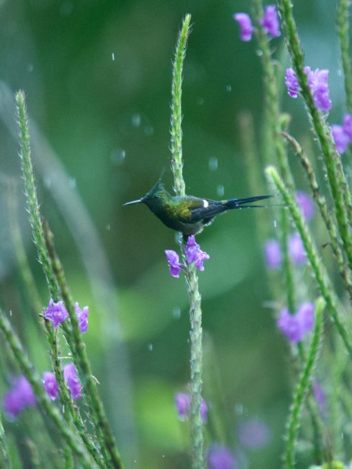 Wire-crested Thorntail at La Vida del Kinde | ©Angela Drake A Wire-crested Thorntail perches on a thin stem of verbena