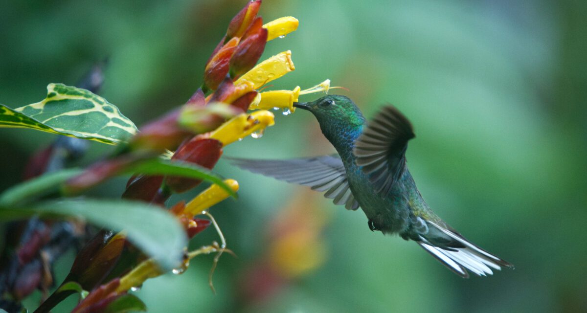 9 Ways Rio Quijos EcoLodge Connects You With Nature