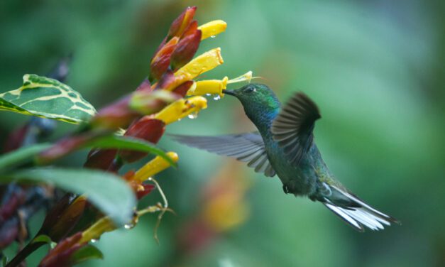9 Ways Rio Quijos EcoLodge Connects You With Nature