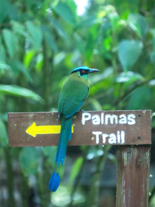 Andean Motmot on Trail Sign | ©Angela Drake An Andean Motmot perches on a trail sign at Rio Quijos EcoLodge