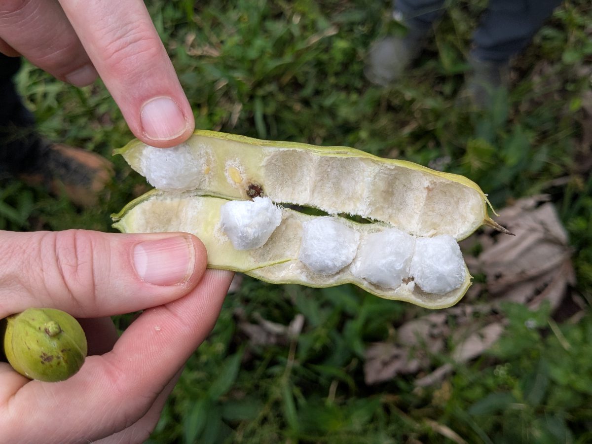 Open guaba pod (ice-cream bean) showing white cottony pulp around black seeds, Ecuadorian Amazon fruit.