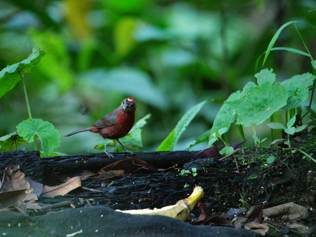 A Red-crested Finch with its iridescent crown perches on a log