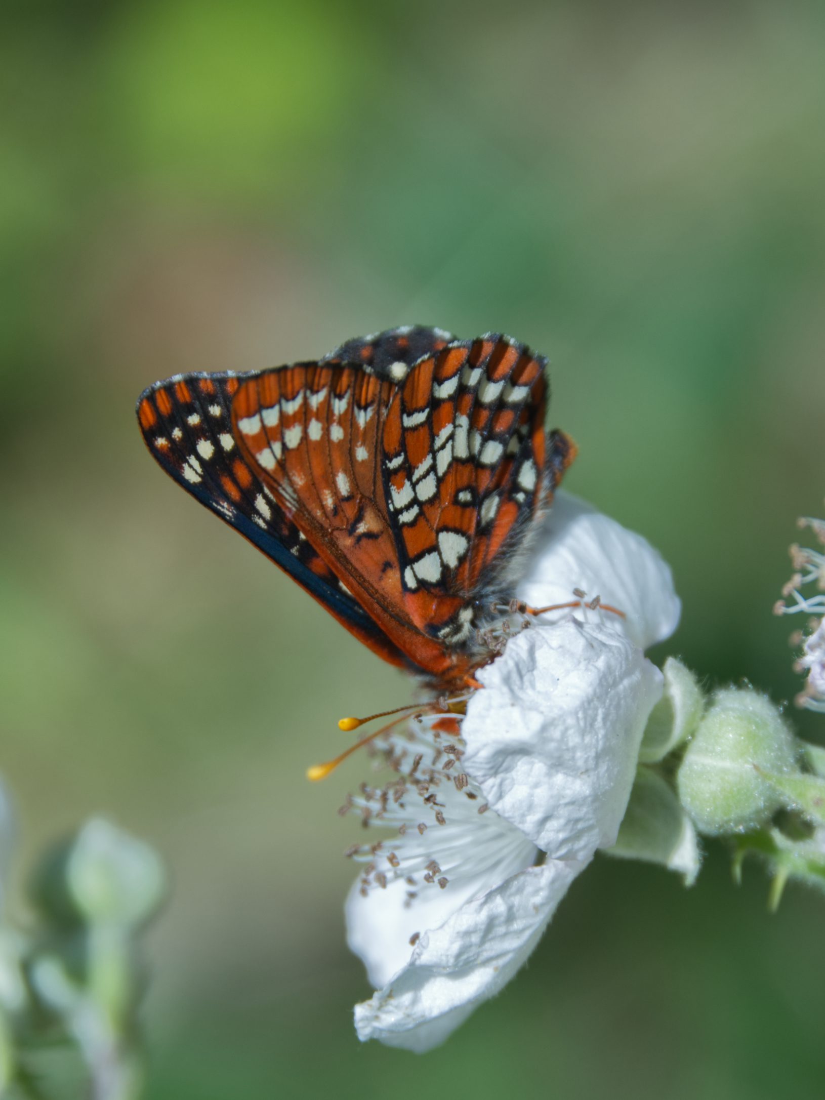 Snowberry Checkerspot (Euphydryas colon) Snowberry Checkerspot (Euphydryas colon) on a wild blackberry flower.