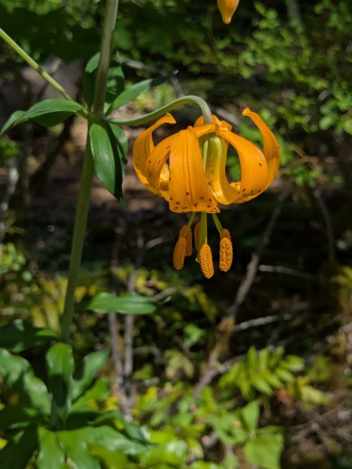 Tiger Lily or Columbia Lily A brilliant orange tiger lily hanging down, it's stamens heavy with pollen