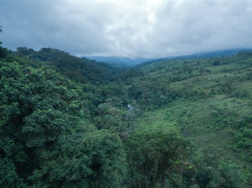 Looking down at the Wayra Reserve into primary forest on the left and denuded cattle pasture on the right.