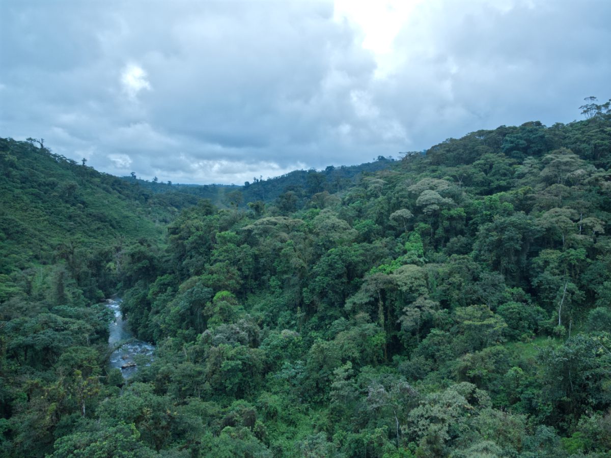 Looking out over the jungle-like forest on either side of the Jondachi River from the Wayra Reserve cable car.