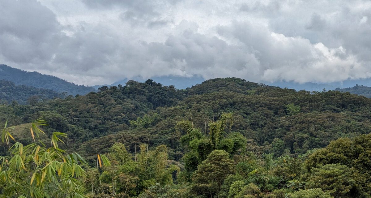 Wayra Reserve: Rewilding near the Guacamayos Ridge