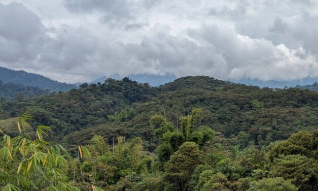Wayra Reserve: Rewilding near the Guacamayos Ridge