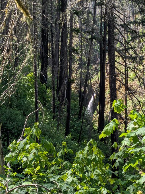 Matlako Falls along the Eagle Creek Trail A hard to see waterfall appears downslope between the burned out trees and newly green undergrowth.