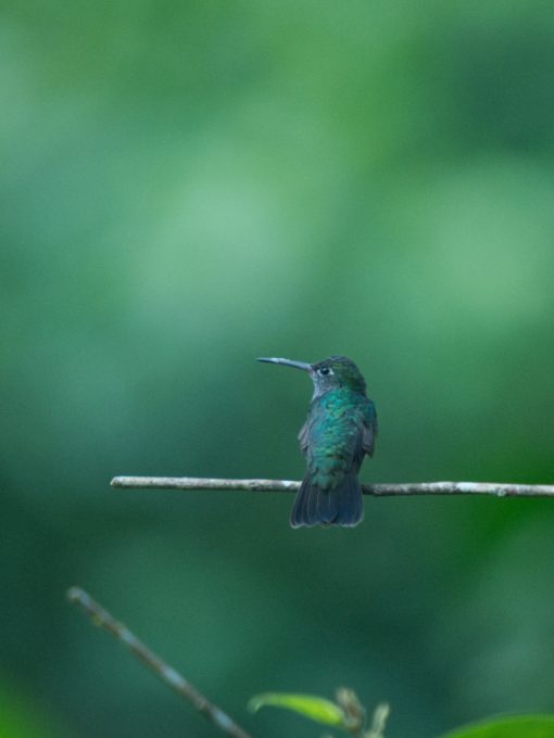 A small green hummingbird perches on a slender branch.