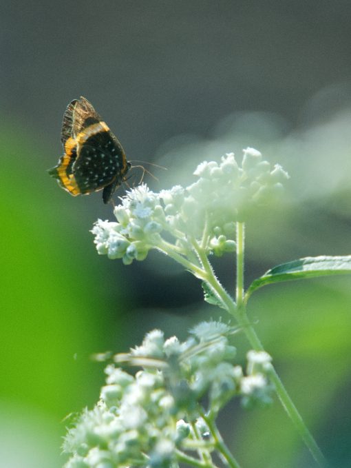 A Black and brown butterfly sips nectar from a spray of white flowers