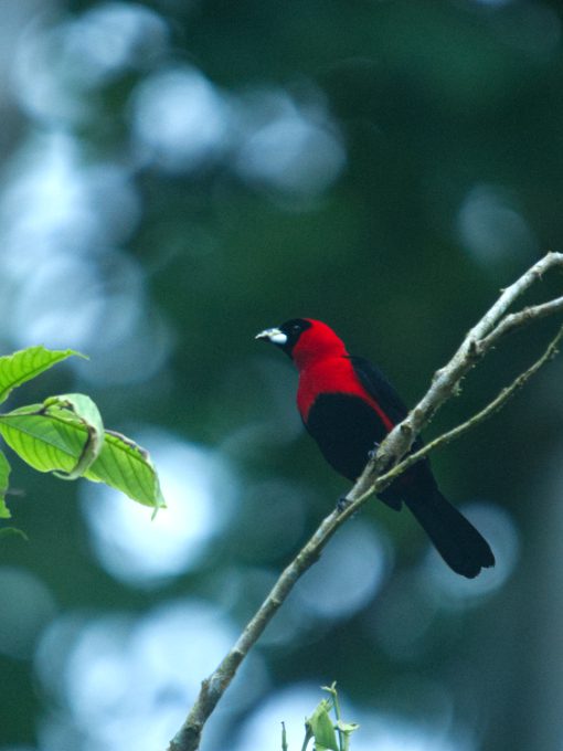 A Masked Crimson Tanager perches on a slender branch