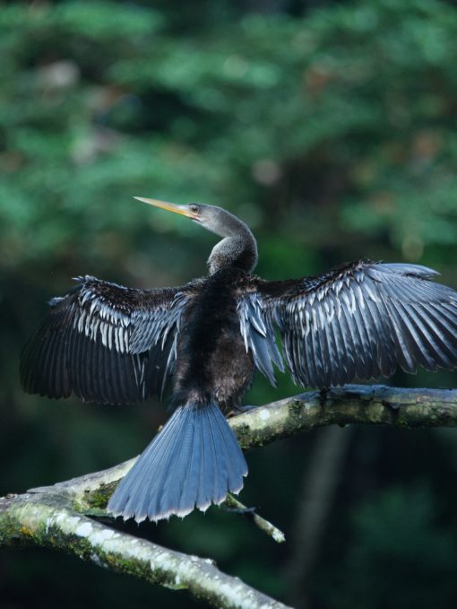 An anhinga drying its wings while perched above the water on a large branch