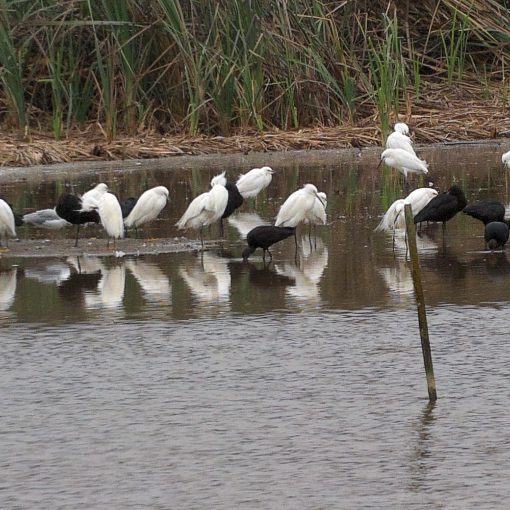 Snowy Egret and Puna Ibis, photo taken with AX Visio Smart Binoculars.