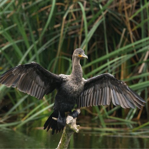 Neotropical Cormorant, photo taken with OM-1 Mirrorless and 400mm lens.