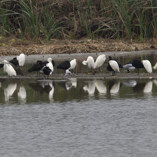 Snowy Egret and Puna Ibis, photo taken with OM-1 Mirrorless and 400mm lens.