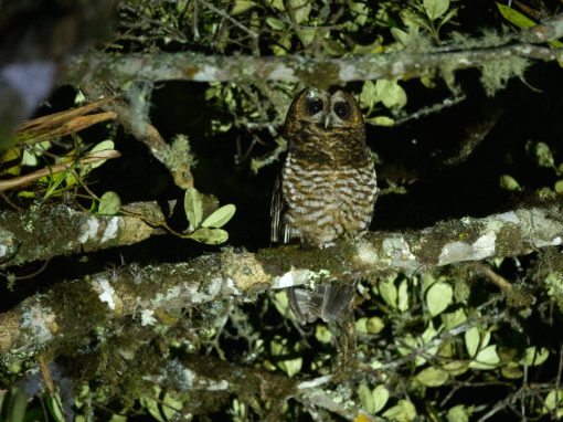 Rufous-banded Owl, photo taken with OM-1 Mirrorless and 400mm lens.