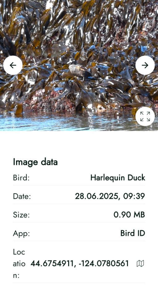Screenshot of the AX Visio ID of a Harlequin Duck