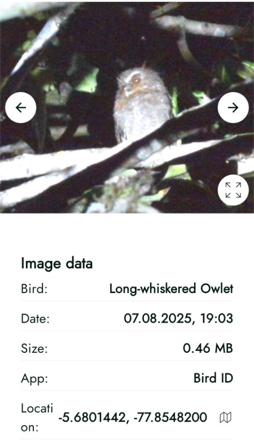 Screenshot of the AX Visio ID of a Long-whiskered Owlet