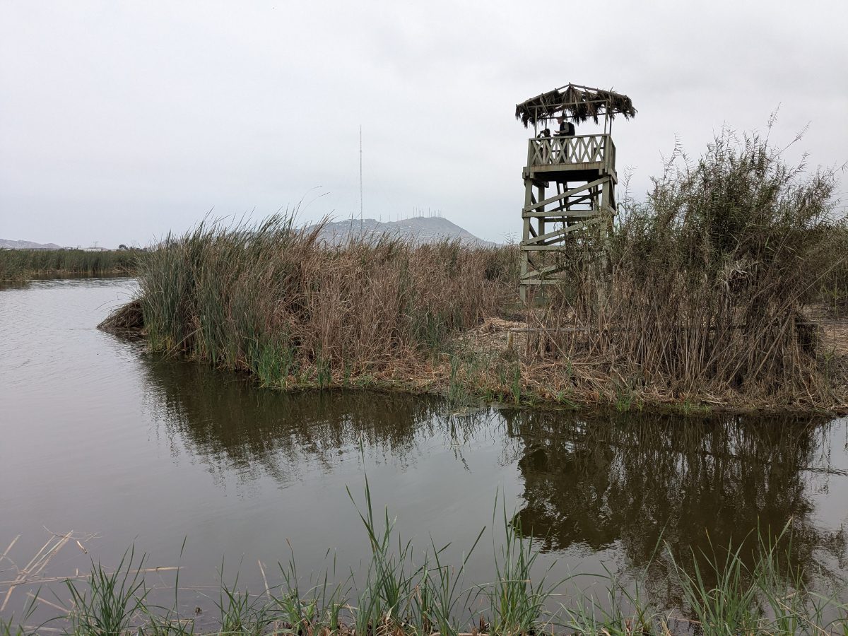 Checking out the birds from a viewing stand at the Humedal Pantanos de Villa in Lima, Peru