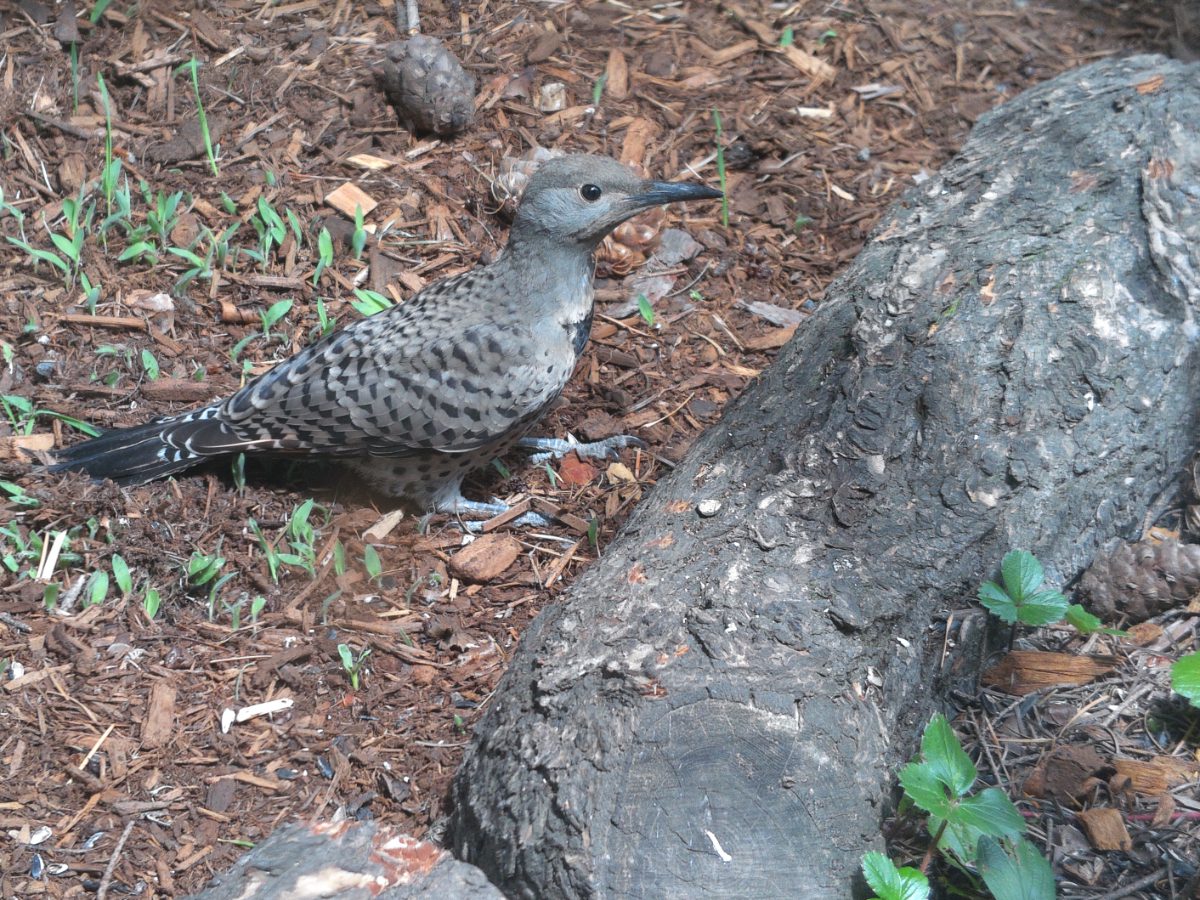 Northern Flicker, photo taken with AX Visio Smart Binoculars.