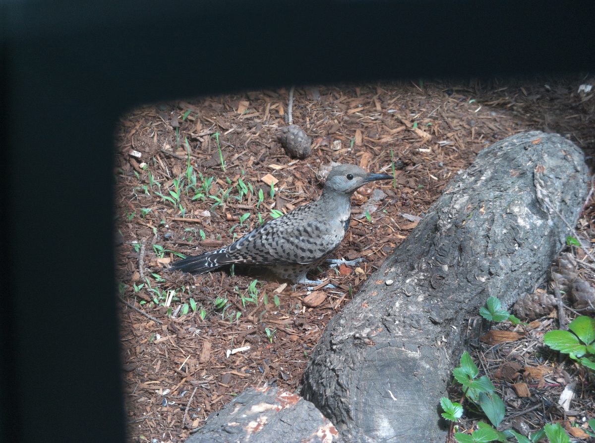 Northern Flicker, photo taken with AX Visio Smart Binoculars.