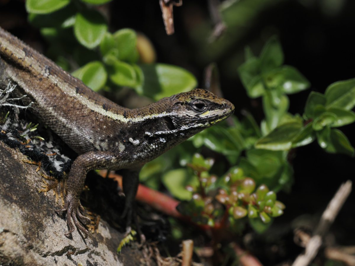 A close-up of an anole lizard sunning on a stone wall
