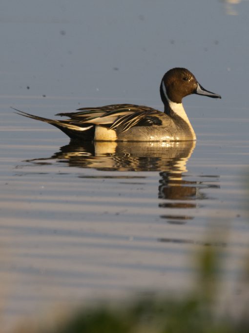 A male Northern Pintail floats on a a still pond in profile, his chocolate head and pointed tail feathers in clear view