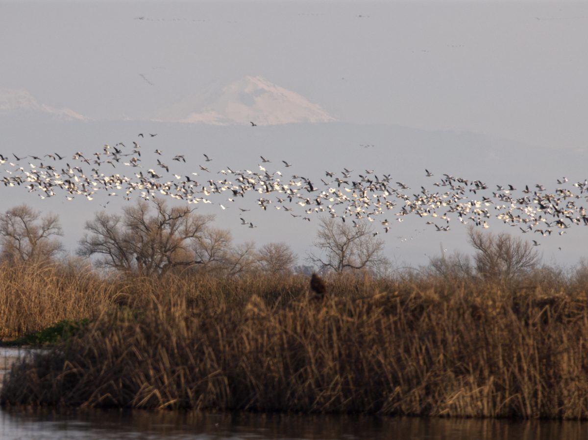 Snow Geese take off from the ponds at the Sacramento NWR, snowy mountains in the distance.