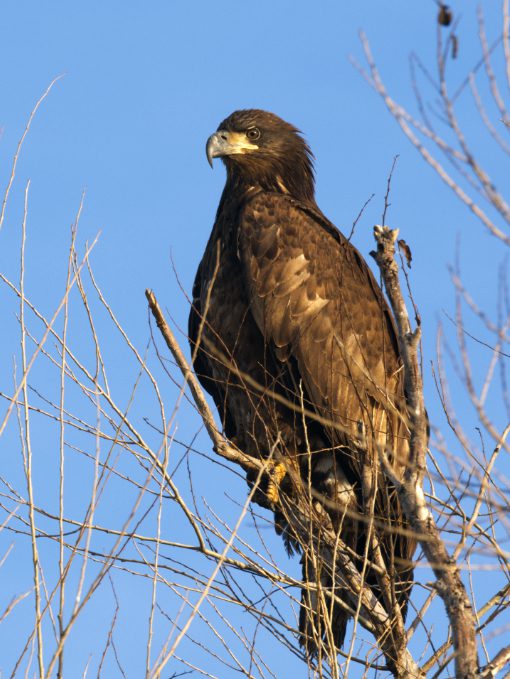 An immature Bald Eagle perched atop a tree in full sunlight