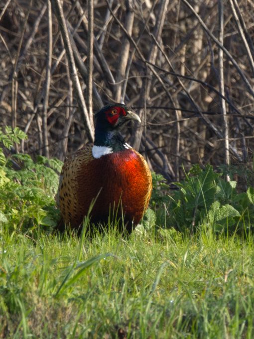 A male Ring-necked Pheasant enjoys the morning sun while seated in the green grass.