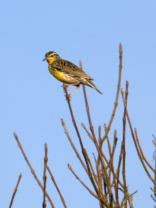 A Western Meadowlark attentively listens to its singing compatriots at the Sacramento NWR