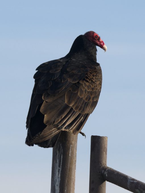 A Turkey Vulture perched on a post, its face in profile and red head shining in morning sunlight.