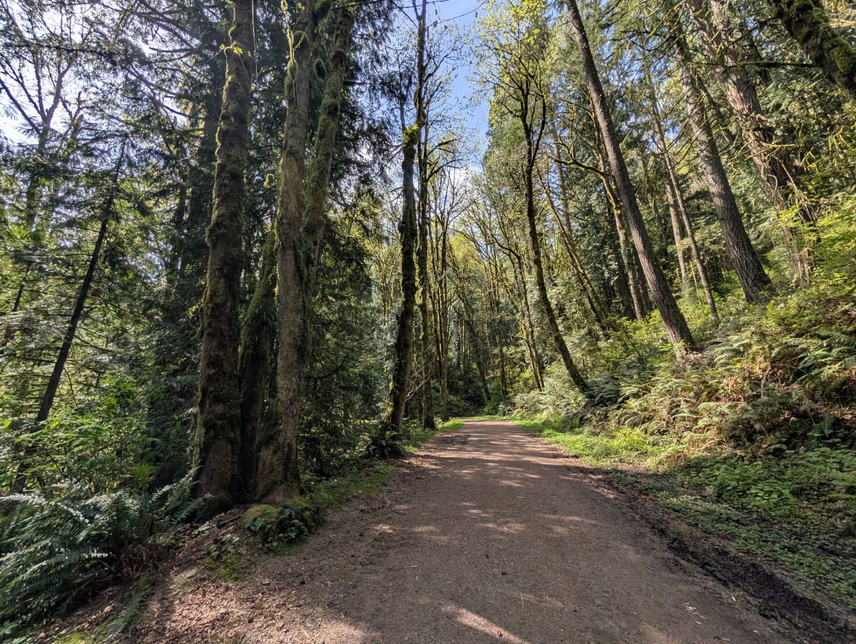 A wide, dirt road bordered by a mix of fir and deciduous trees in the first flush of spring growth in Portland's Forest Park.