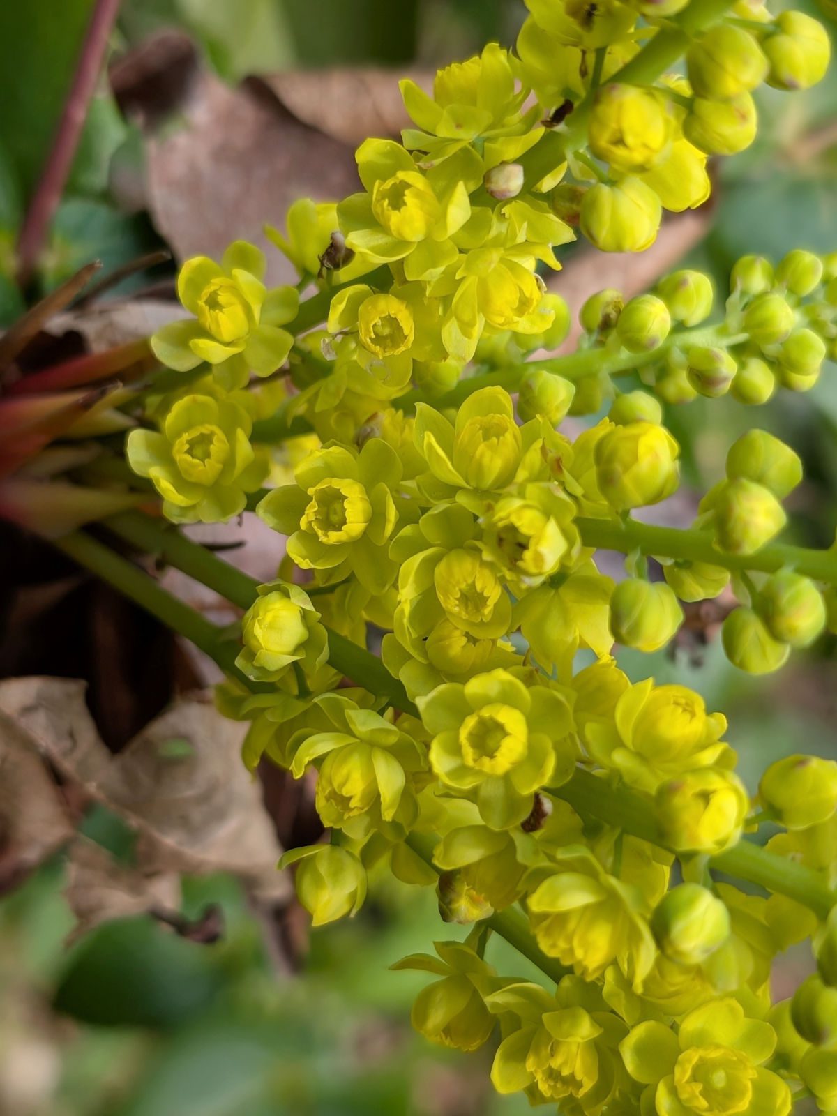 A close up view of the dozens of tiny, lemon yellow flowers of an Oregon Grape