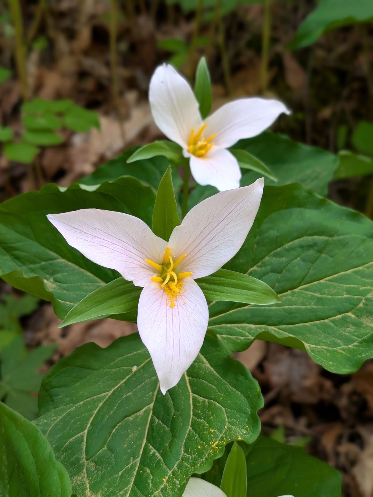 A pair of Pacific Trillium with one flower in focus, its yellow pollen spilling from its stamens.