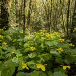 Spring Wildflowers on Our Favorite Forest Park Loop