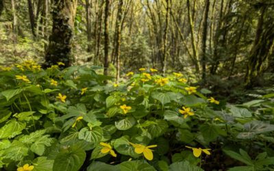 Spring Wildflowers on Our Favorite Forest Park Loop