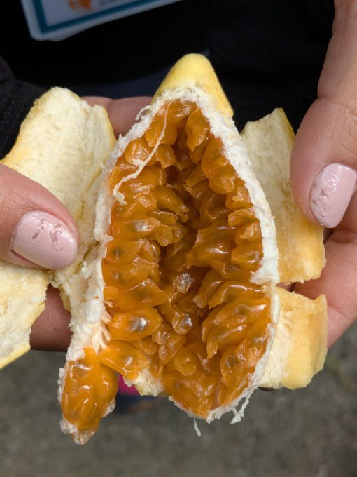 Taxo, a bright yellow fruit split open to show its orange, flesh covered seeds.