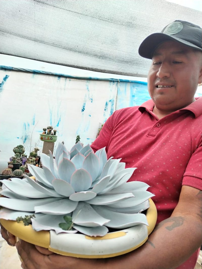 David Quija proudly displays a large succulent with pale blue leaves