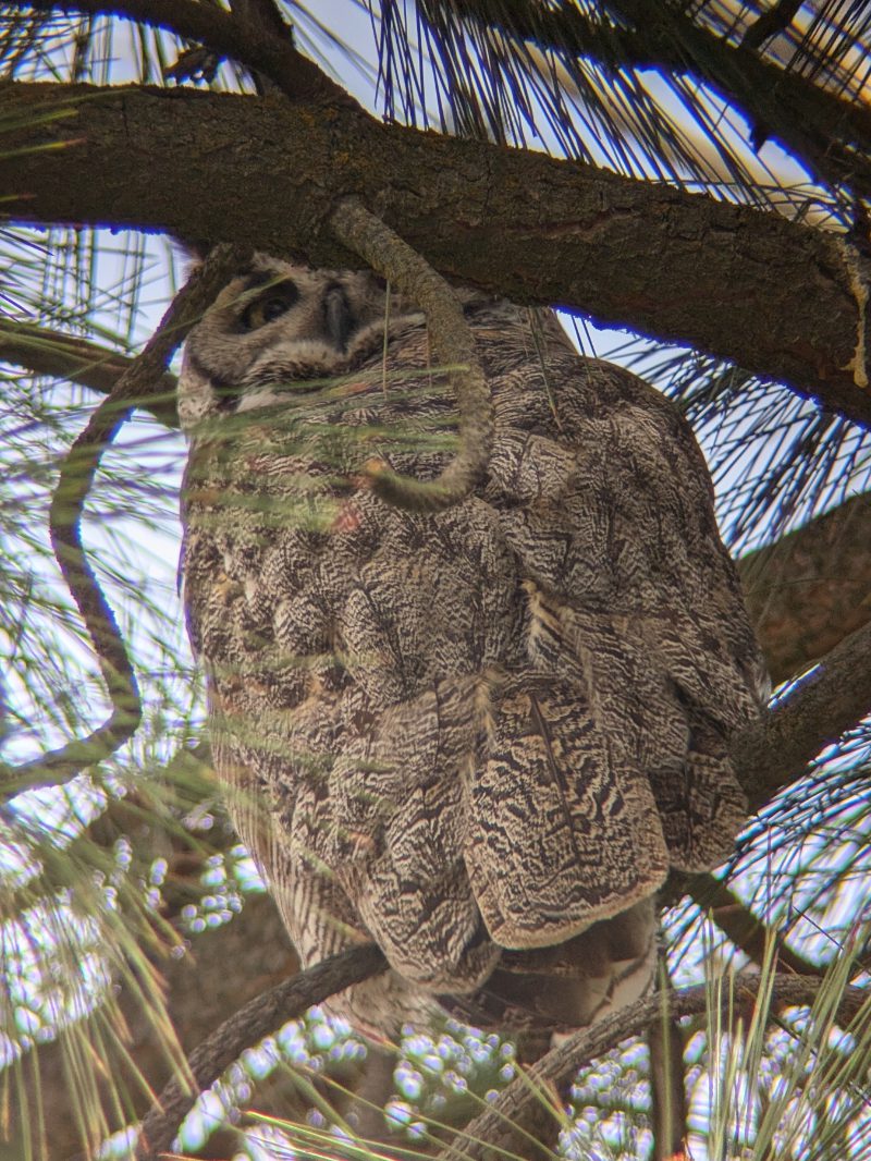 A Great Horned Owl perched high in a tree, its one eye hidden by a branch.