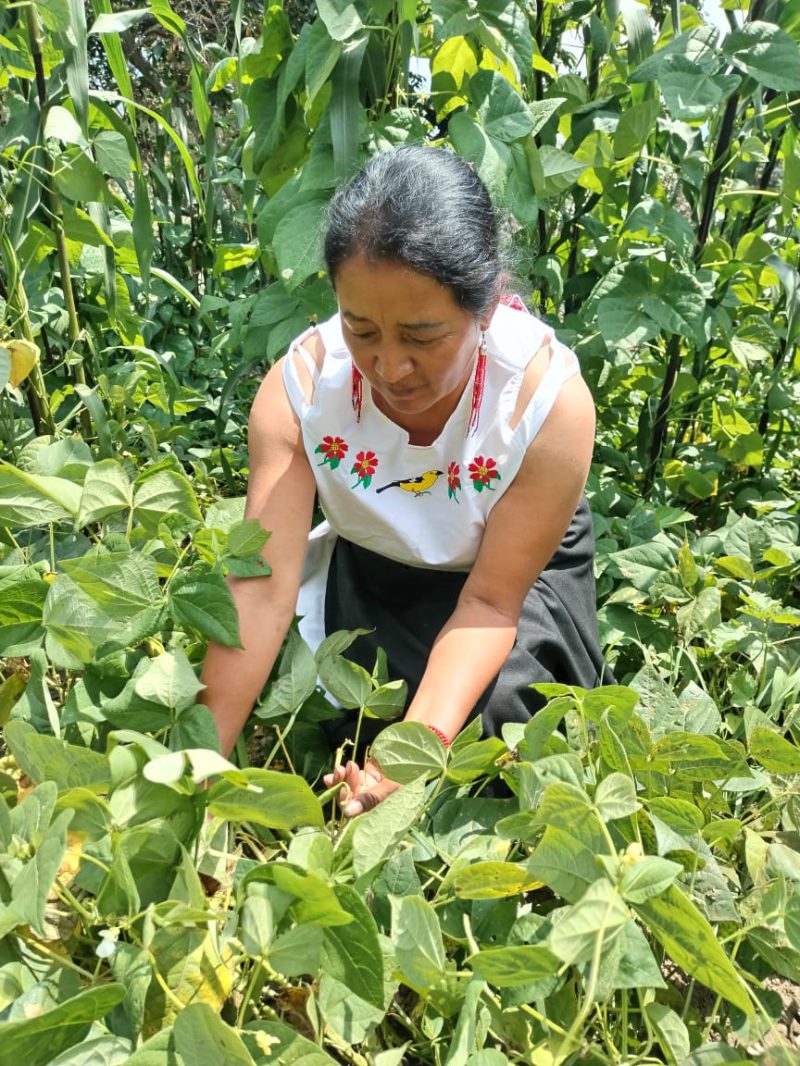 Maribel Quija harvesting at her organic farm Chi Sinchi Tambo